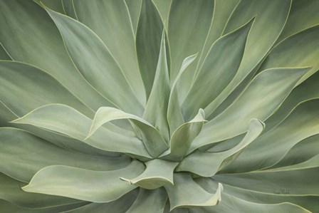 Elegant Agave by Ramona Murdock art print