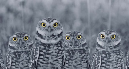 Pop of Color Burrowing Owl Family by Color Me Happy art print