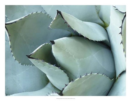 Agave Detail I by Alison Jerry art print