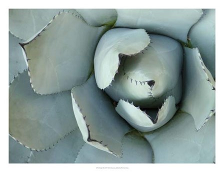 Agave Detail II by Alison Jerry art print