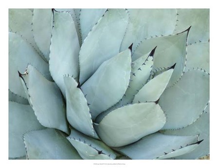 Agave Detail IV by Alison Jerry art print