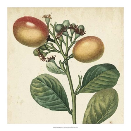 Garden Bounty I by Vision Studio art print