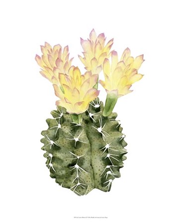Cactus Bloom II by Grace Popp art print