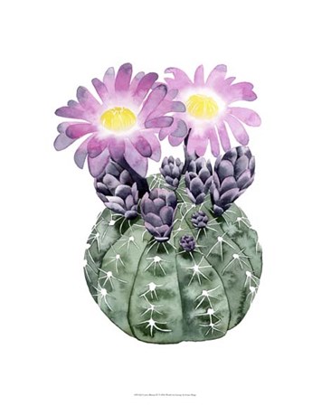 Cactus Bloom IV by Grace Popp art print