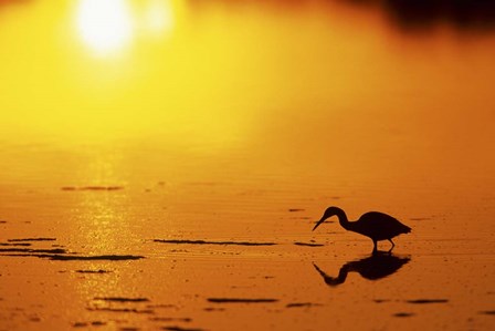 Little Blue Heron at sunset, J.N.Ding Darling National Wildlife Refuge, Florida by Richard &amp; Susan Day / DanitaDelimont art print