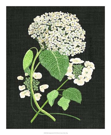 White Hydrangea Study II by Melissa Wang art print