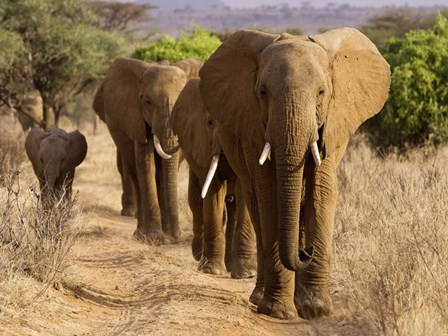 Herd of African Elephants, Kenya art print
