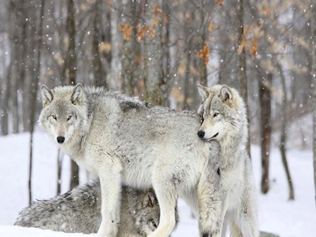 Grey wolves huddle together during a snowstorm, Quebec art print