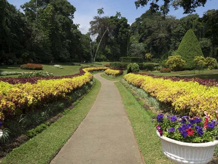 Royal Botanical Gardens, Peradeniya, Sri Lanka by Panoramic Images art print
