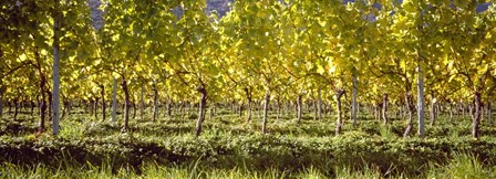 Vineyard, Barcelona, Spain by Panoramic Images art print