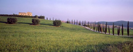 Tree Line, Tuscany, Italy by Panoramic Images art print