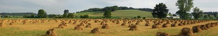 Corn shocks, Amish Country, Ohio by Panoramic Images art print