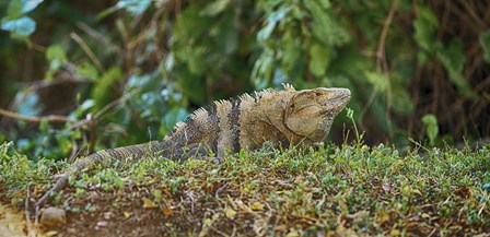 Iguana, Costa Rica by Panoramic Images art print