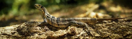 Iguana on Log, Costa Rica by Panoramic Images art print