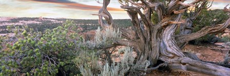 Tree at Betatakin Cliff Dwellings, Arizona by Panoramic Images art print