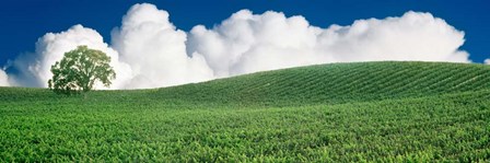 Lone Oak Tree in Vineyard near Paso Robles, California by Panoramic Images art print