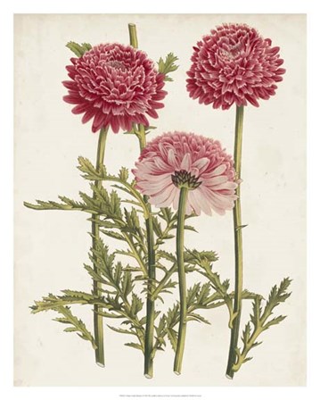 Vintage Garden Beauties I by Horto Van Houtteano art print