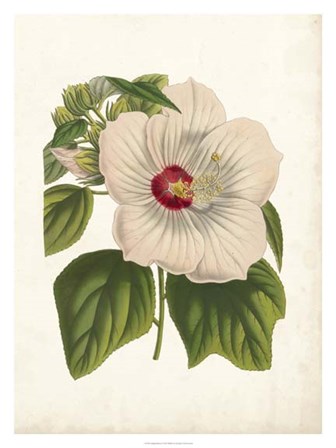 Striking Hibiscus by Van Houtteano art print