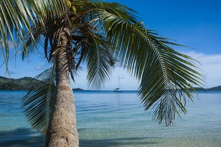 Palm tree over clear waters around Nanuya Lailai Island, Blue Lagoon, Yasawa, Fiji, South Pacific by Michael Runkel / DanitaDelimont art print