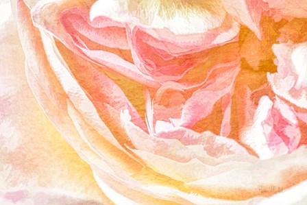 Close-up Rose by Ramona Murdock art print