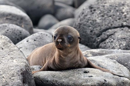 Galapagos Sea Lion Pup by Ilan Ben Tov art print