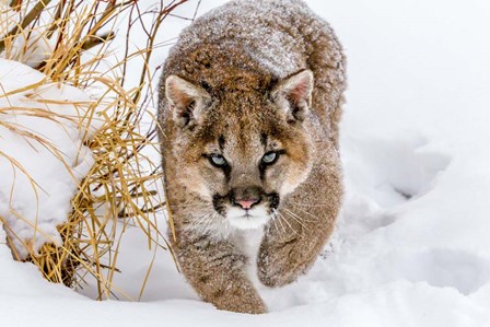 Sneaky Cougar by Mike Centioli art print