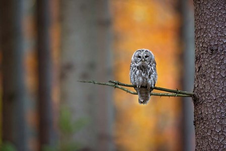 Tawny Owl by Milan Zygmunt art print