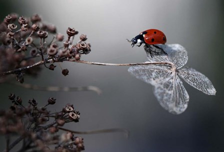 Ladybird On Hydrangea by Ellen van Deelen art print