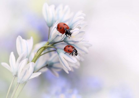 Ladybirds by Ellen van Deelen art print