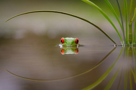 Beauty Of Reflection by Kutub Uddin art print