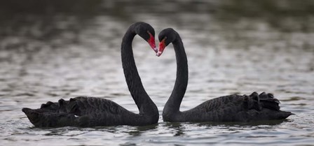 In Love Black Swans by C.S. Tjandra art print