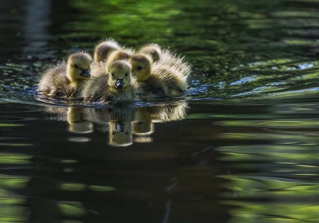 Cute Baby Canada Geese by YC Tian art print