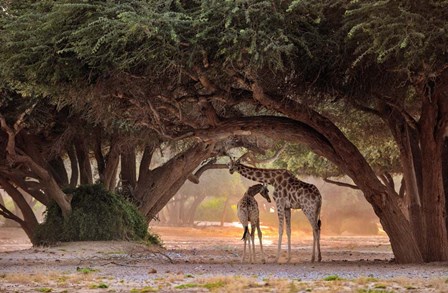 Giraffe - Namibia by Giuseppe D\\\&#39;Amico art print