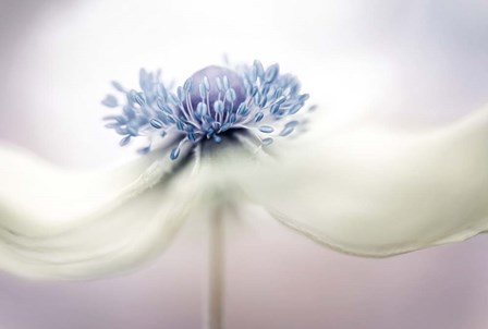 Anemone by Mandy Disher art print