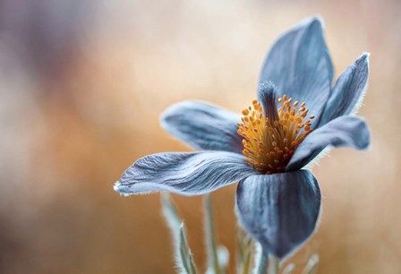 Pasque by Mandy Disher art print