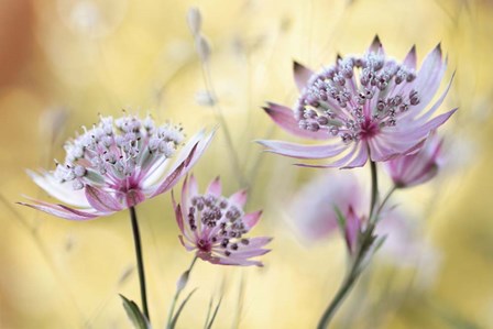 Astrantia Major by Mandy Disher art print