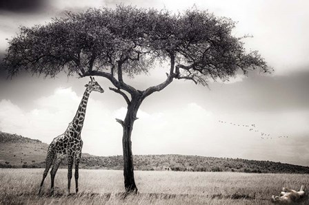 Under The African Sun by Piet Flour art print