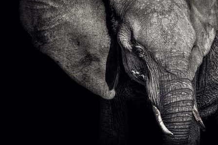 The Matriarch by Piet Flour art print