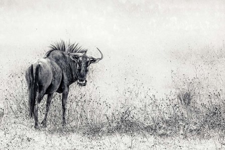 The Endless Grass-Fields by Piet Flour art print