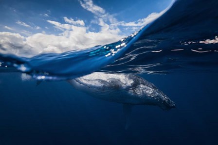 Humpback Whale And The Sky by Barathieu Gabriel art print