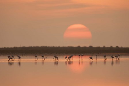 Flamingos At Sunrise by Joan Gil Raga art print