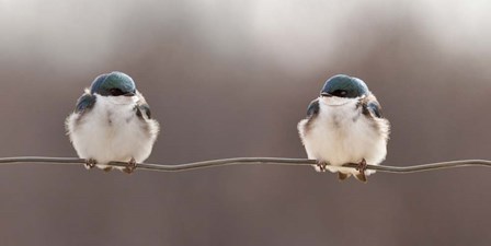 Birds On A Wire by Lucie Gagnon art print