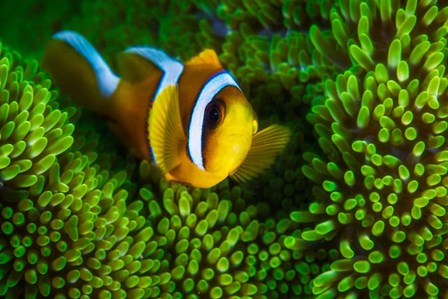 Yellow Clownfish On Green Anemon by Barathieu Gabriel art print