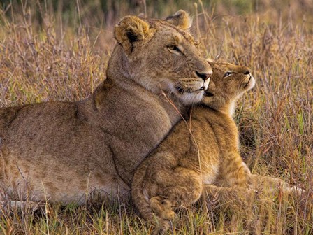 Baby Lion With Mother by Henry Jager art print