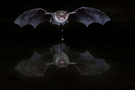 Thirsty Bat by Thomas Jensen art print