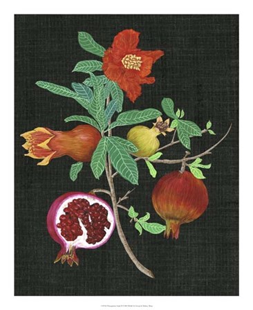 Pomegranate Study II by Melissa Wang art print