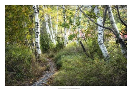 Birch Trees &amp; Tall Grass by Danny Head art print