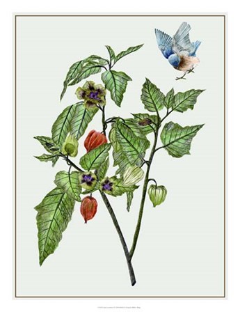 Cape Gooseberry I by Melissa Wang art print