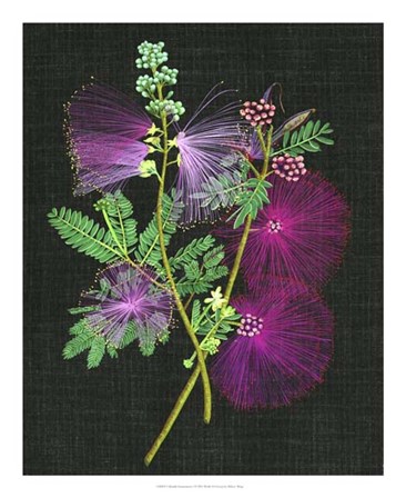 Calliandra Surinamensis I by Melissa Wang art print