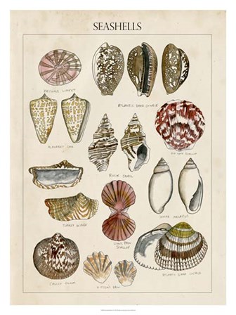 Seashell Sketch I by Naomi McCavitt art print